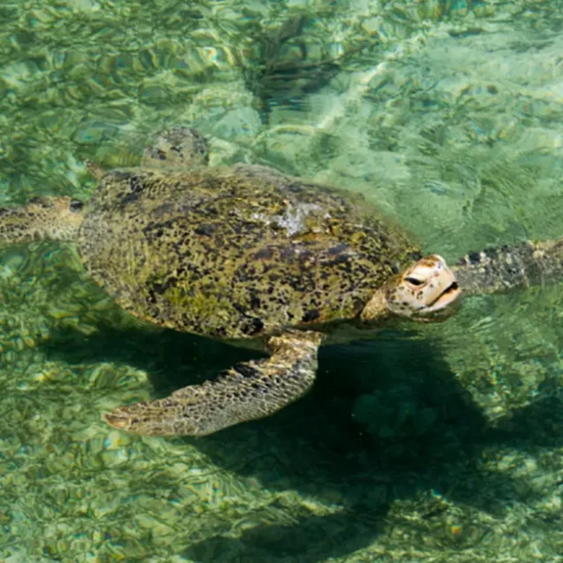 Derawan